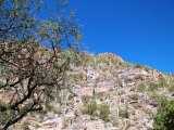 Vinette Oak in Sabino Canyon